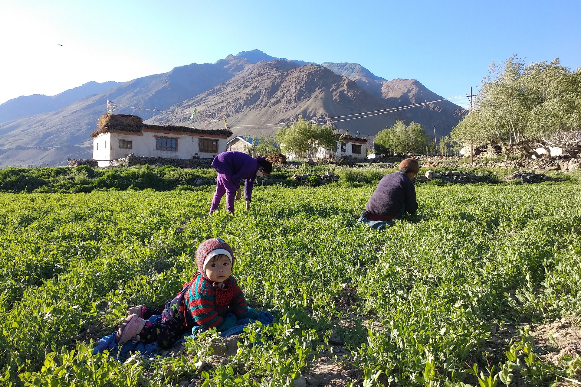Farmstay Farming in Ladakh Mountain Homestays