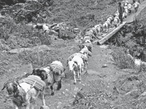 Sheep carrying salt packed in traditional sacks known as “Nual”